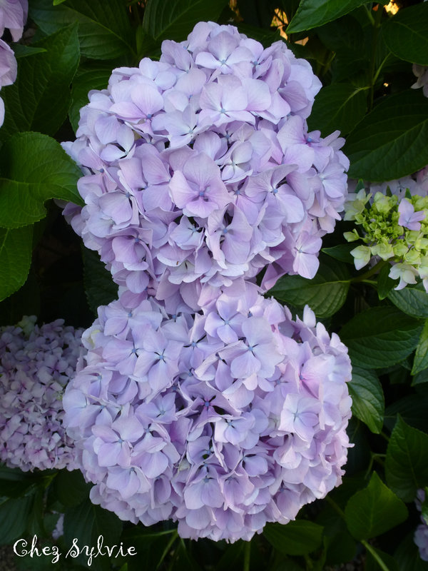 Hortensias 23-06-24