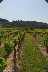 Cotes-du-Rhone-32