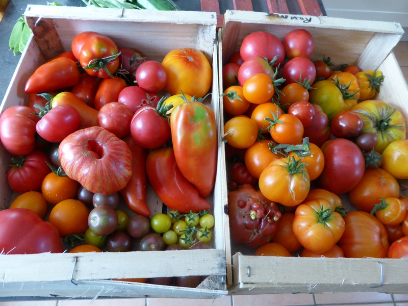 30-tomates du jour (2)