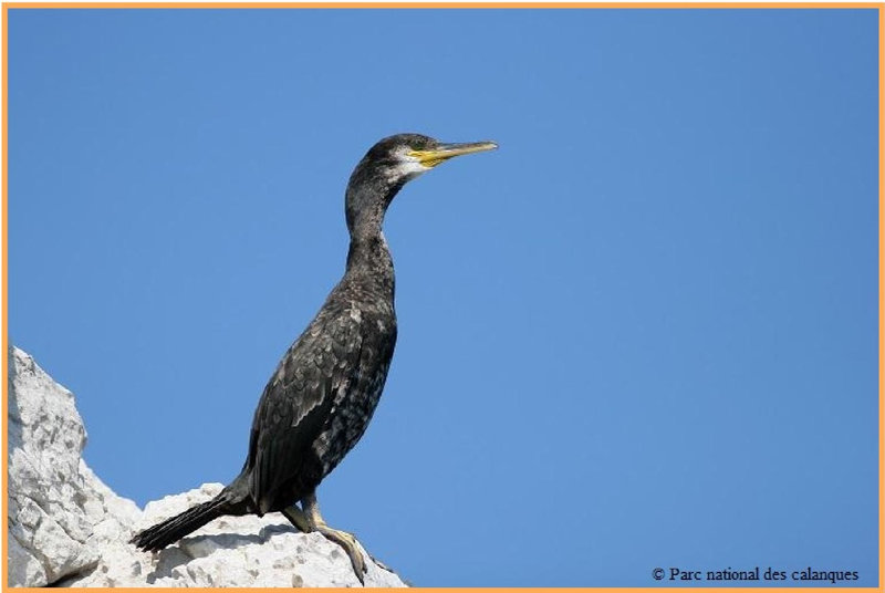 7 Gabians et cormorans Realisation_du_28-06-21 pour Provenceetmoi