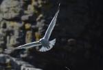 _JMG2705 mouette