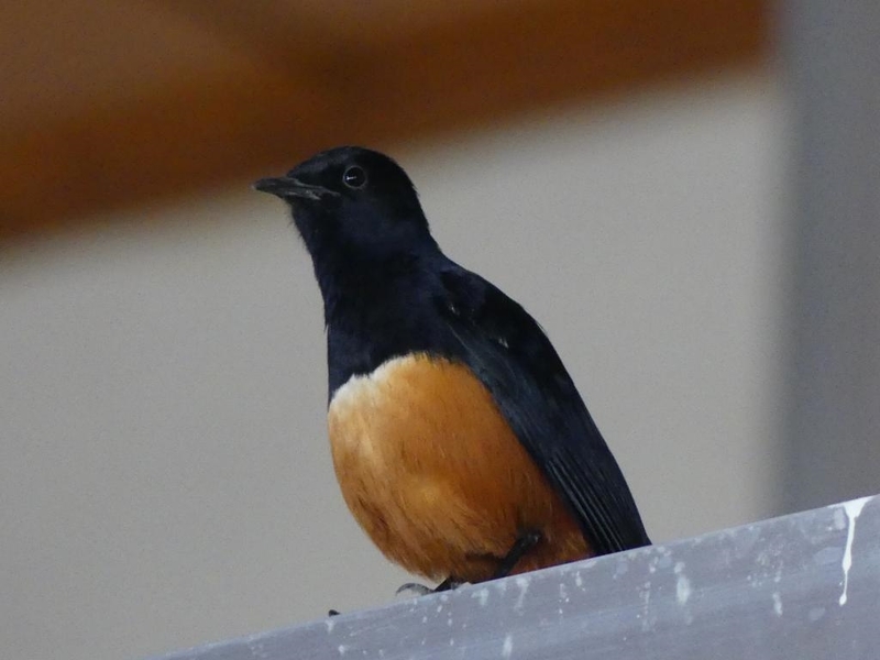 P1040214