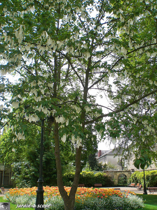 l'arbre aux mouchoirs • Davidia involucrata • Famille 	Nyssaceae