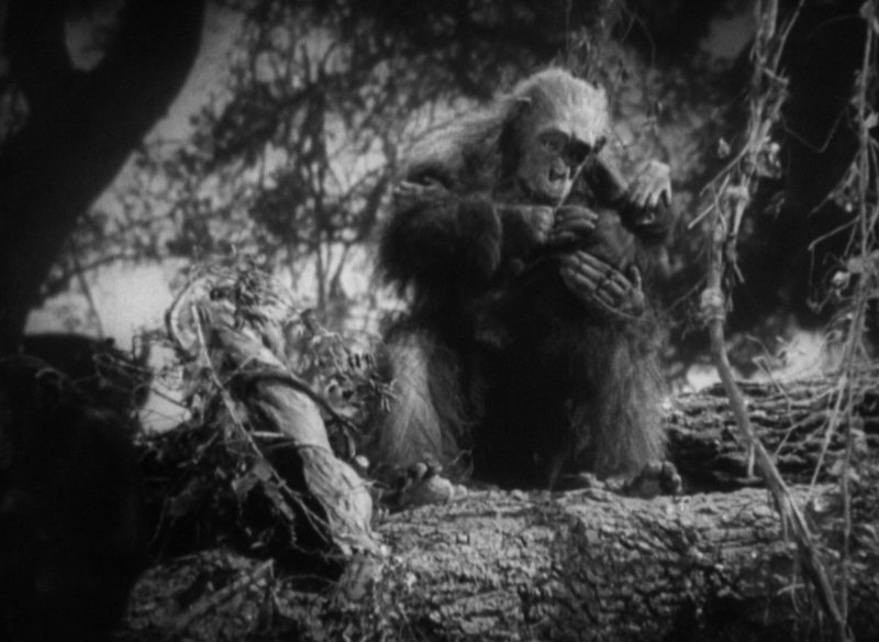 Canalblog KingdomOfCinema Tarzan L Homme Singe Tarzan The Ape Man 1932 21