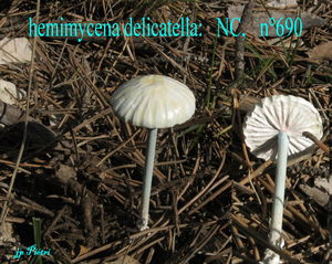 hemimycena_delicatella_n_690