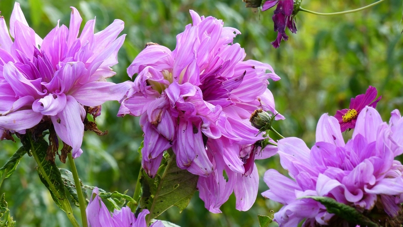 A15