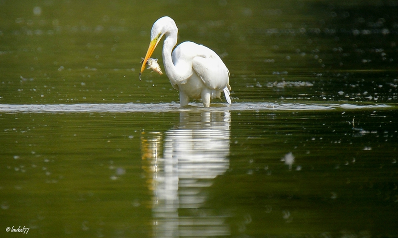 DSC_0869 grande aigrette patis