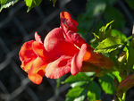 campsis_radicans