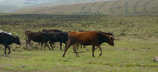 criollo peruviano 8