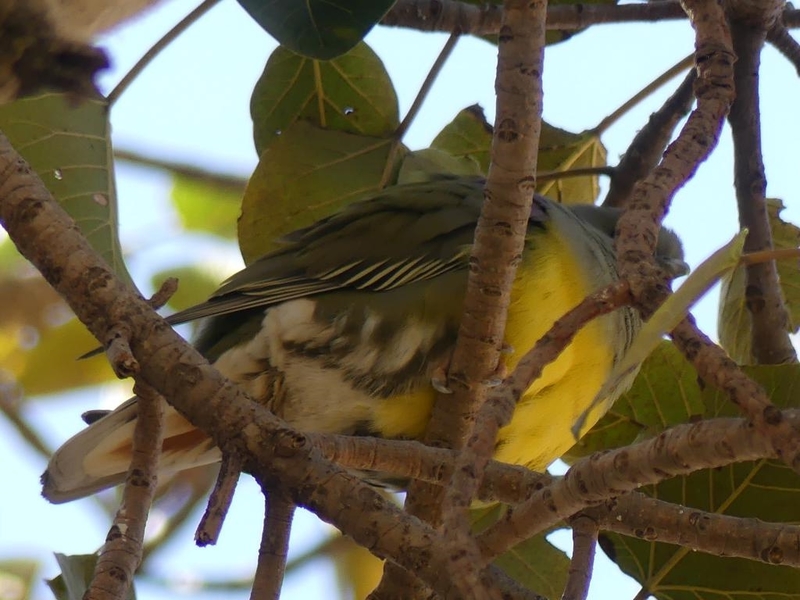 P1040699
