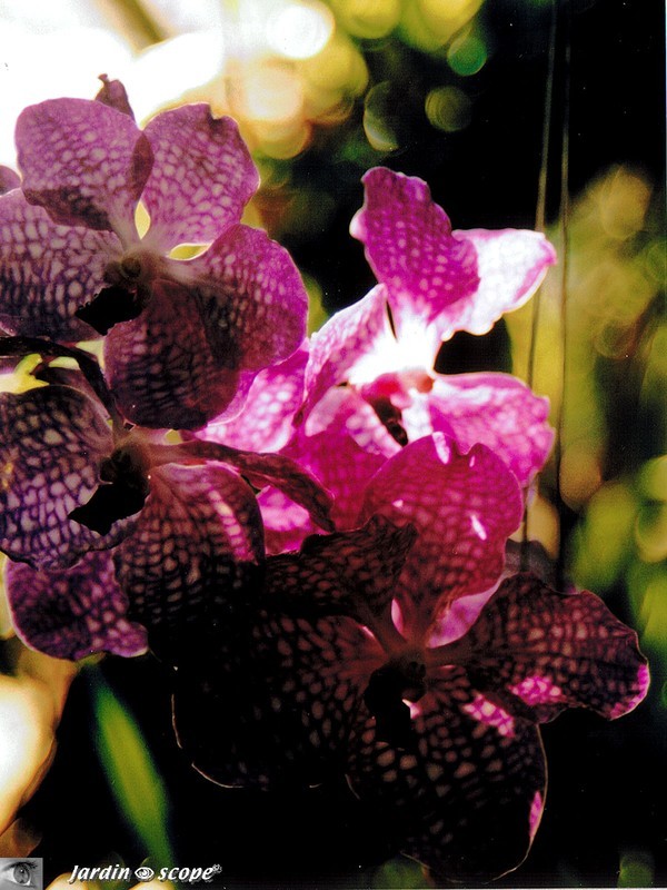 Orchidée, souvenir de Thaïlande