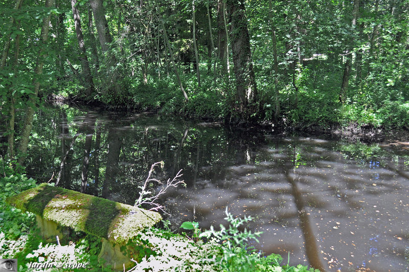 Banc de pierre couvert de mousse en sous-bois (Herboretum 45)