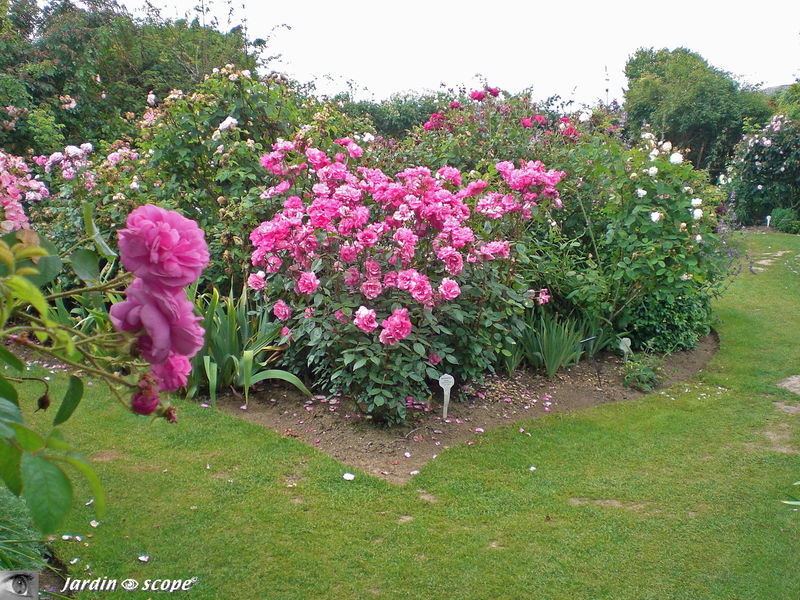 Rosier 'Offranville' (Photo juin 2009)