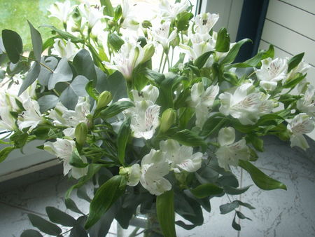 GIBOULEE DE CERISES recettes GIBOULEE DE CERISES