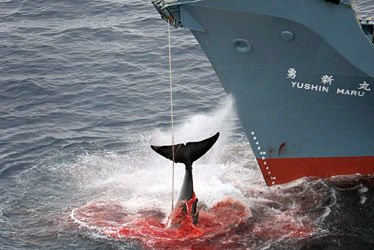 2092_whaling0621