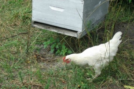 Landes Le poulet