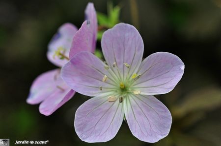 Geranium-vivace
