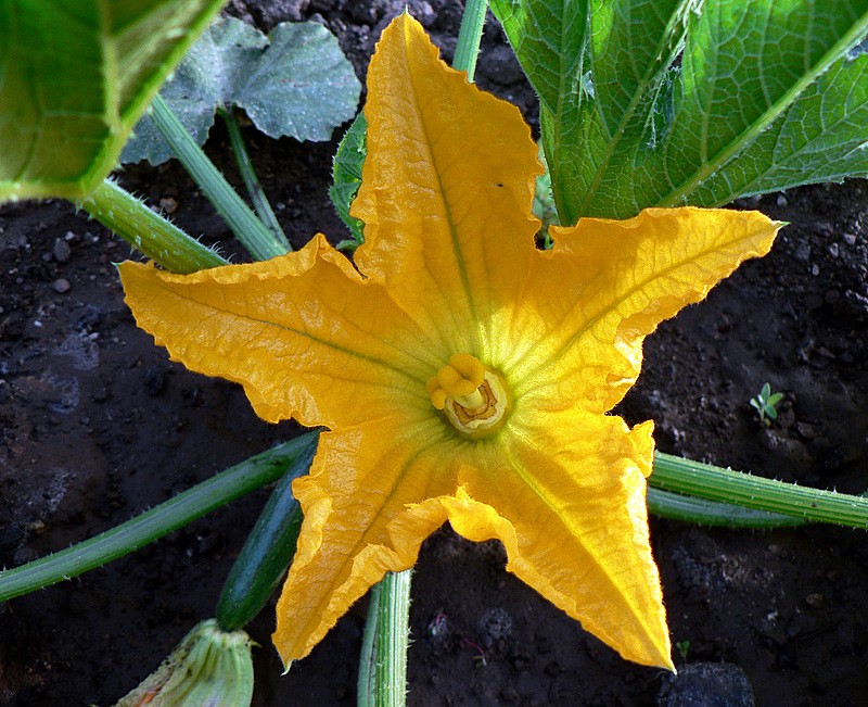 courgette