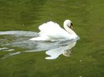 cygne_le_bain__23_