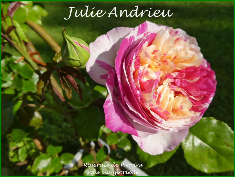 Julie Andrieu2