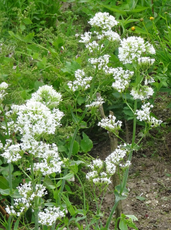 centranthus ruber albus-valeriane des jardins