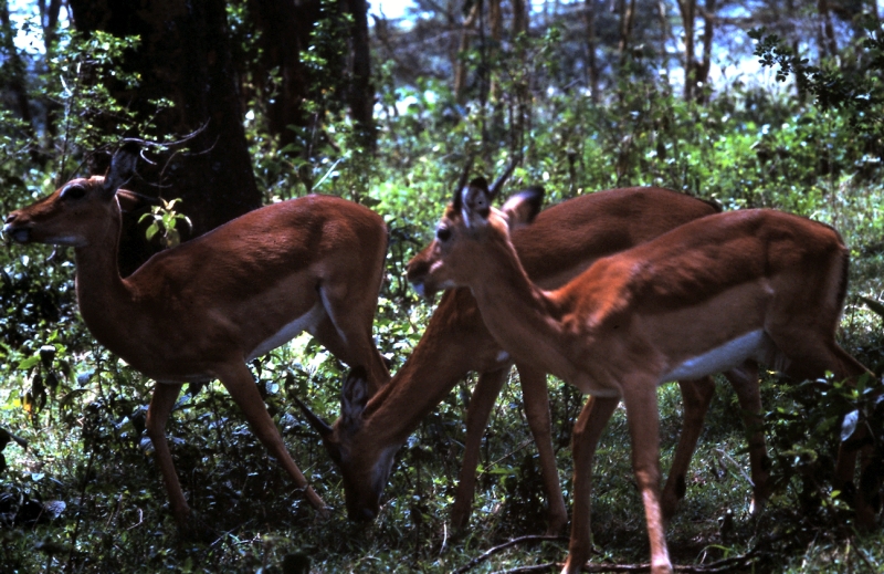 nakuru gazelles