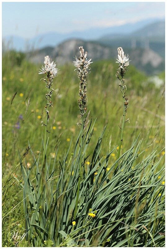 asphodele-blanc-17-01