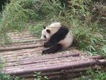 100_9907_Chengdu_panda
