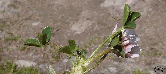 folioles ovales nervées denticulées tout autour