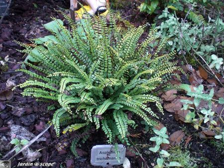 Asplenium trichomanes