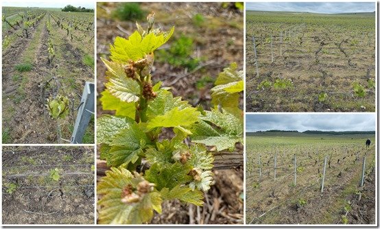 vignes 25 mai 2021 (6) vignes 25 mai 2021 (6)