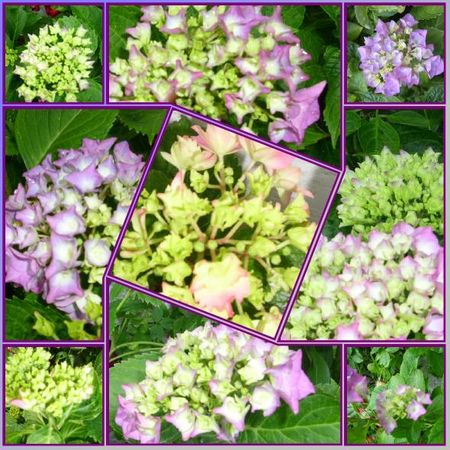 mosazique_hortensias_2