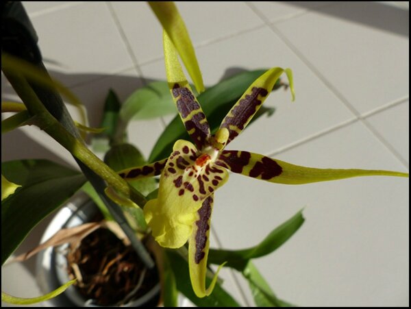 orchid2