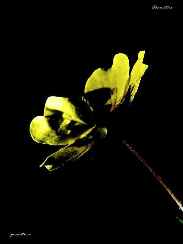 110907-fleur-jaune-2