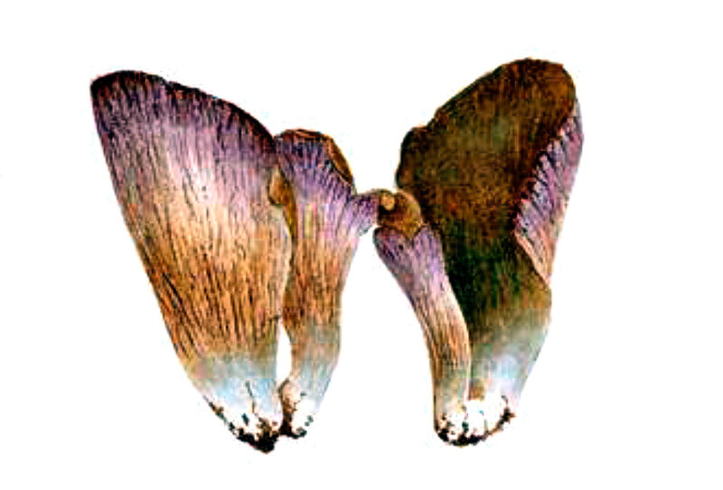 48 Cantharellus clavatus a