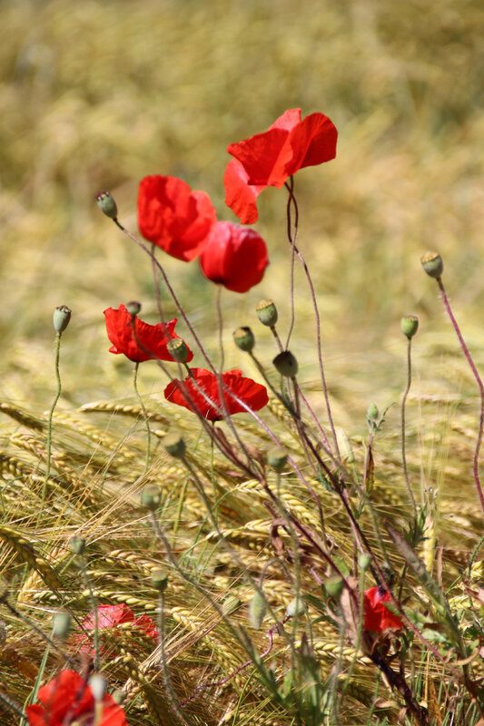 ble_coquelicot