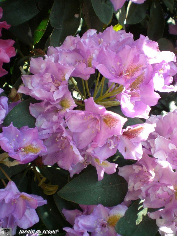 Rhododendron
