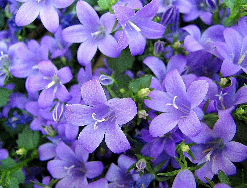 campanule des murs