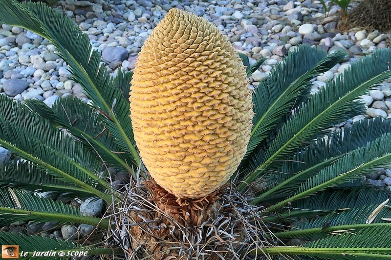 Fleur-de-cycas