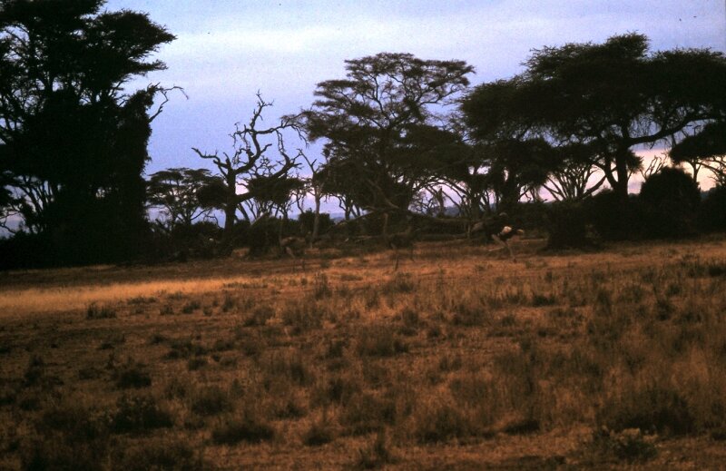tsavo autruche g
