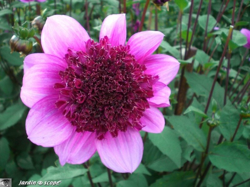 Dahlia Blue Bayou