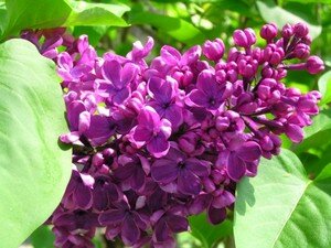 lilas_fleur_lila_jardin_yvelines_822350