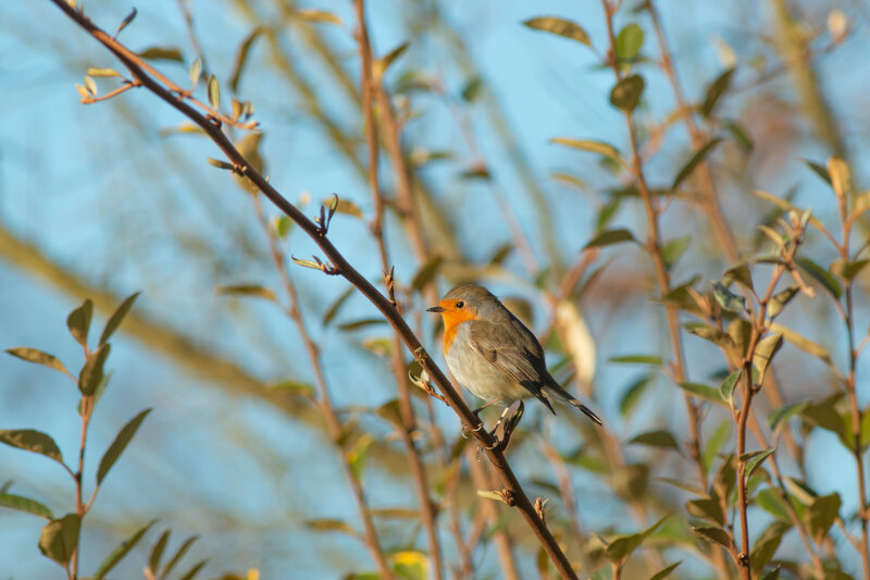 rouge-gorge