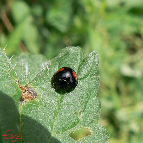 chilochorus reniplustulatus