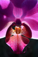 Orchidée contrejour