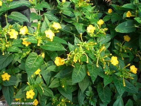 Mirabilis_Jalapa