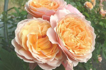 Rose_Parfum_d_Orl_ans