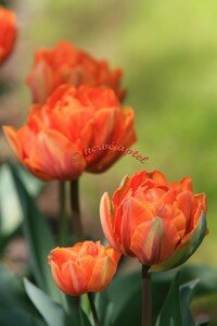 IMG_2631copie2