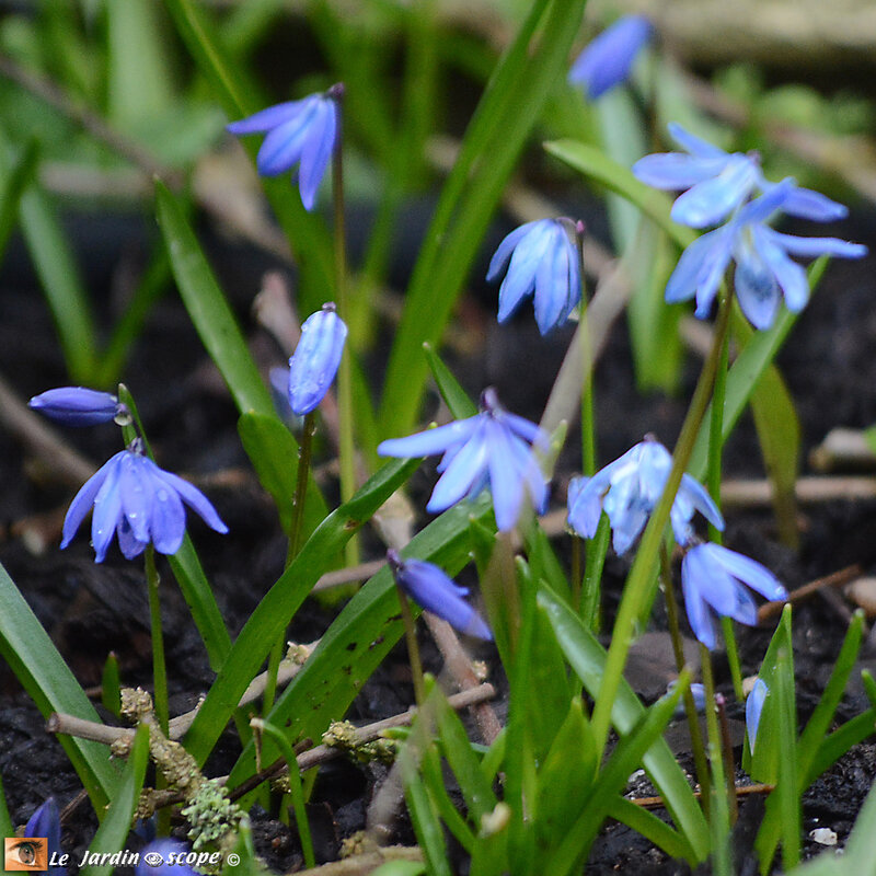 Scilla-Sibirica