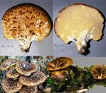 Polyporus squamosus 1985 0518